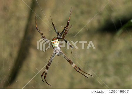 蜘蛛の巣にコガタコガネグモの雄雌が一緒に写る（アウトドアフィールド動物マクロ撮影） 129049967