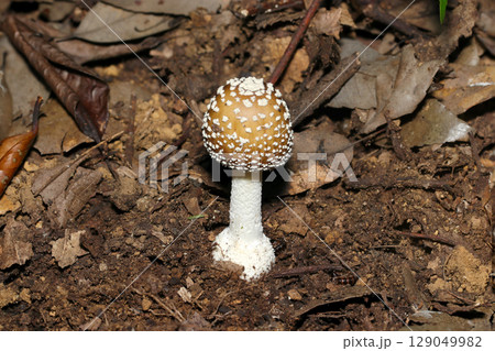 若いイボイボ卵型の猛毒テングタケキノコ幼菌（自然環境下菌・キノコ類マクロ撮影） 129049982