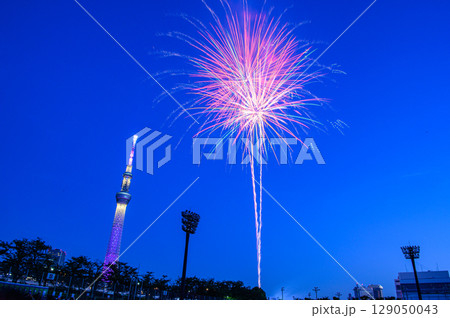 隅田川花火大会 東京スカイツリー 隅田川花火大会 東京スカイツリー 129050043