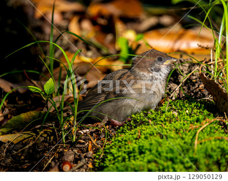地面を歩くスズメ 129050129