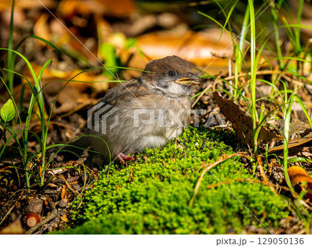 地面を歩くスズメ 129050136
