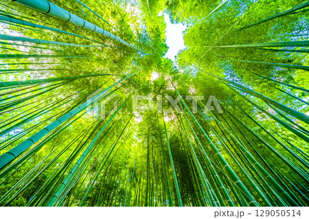日本の横浜都市景観 緑色に染まる竹林=7月30日 日本の横浜都市景観 緑色に染まる竹林=7月30日 129050514