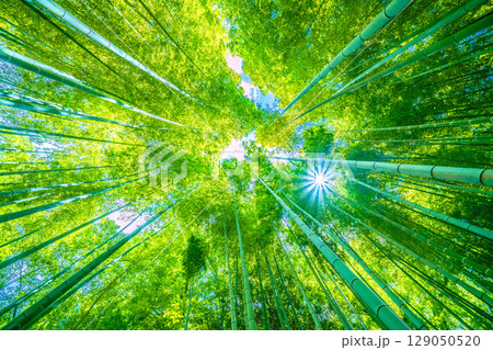 日本の横浜都市景観 緑色に染まる竹林＝7月30日 129050520