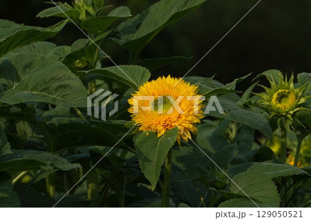 ひまわりの花・2025年6月　 129050521