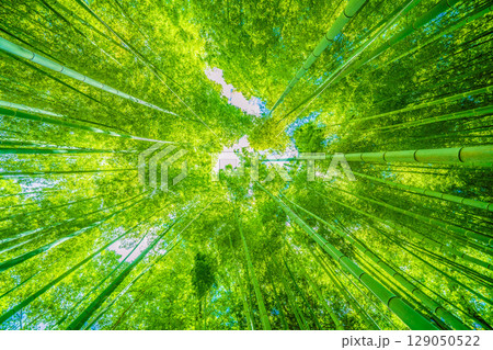 日本の横浜都市景観 緑色に染まる竹林＝7月30日 129050522