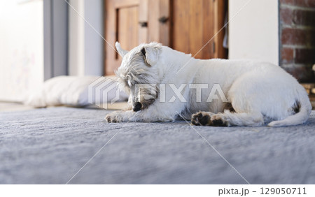 Calm white dog resting on carpet in warm interior, cozy pet moment radiates comfort, cozy dog scene evokes peace, cozy lifestyle and relaxed pet at home 129050711