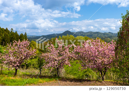 福島県福島市飯野町　花やしき公園付近の高台の八重桜並木 129050730