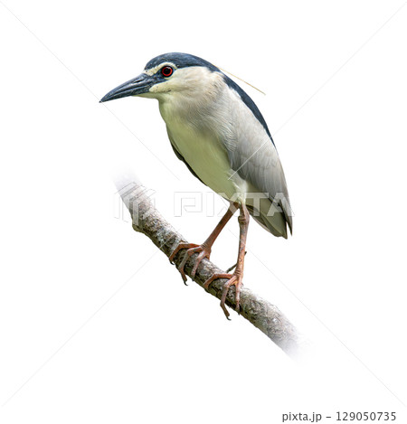 Black-crowned Night Heron perched on a branch with alert gaze and sharp beak. 129050735
