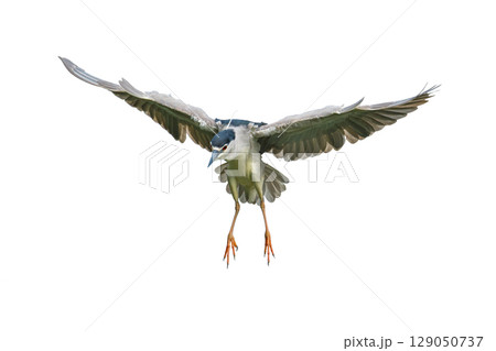 Black-crowned Night Heron descending with wings wide and claws extended. 129050737
