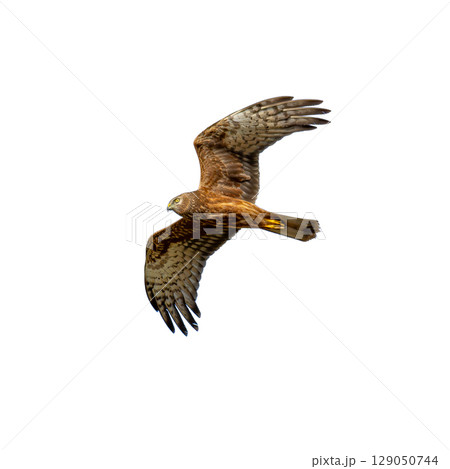 Juvenile Pied Harrier in flight with wide wings and focused gaze. 129050744