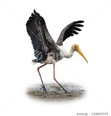 Painted Stork walking with wings outstretched, showing vivid plumage and long yellow beak. Painted Stork walking with wings outstretched, showing vivid plumage and long yellow beak. 129050745