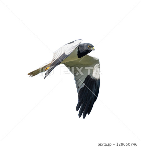 Pied Harrier gliding with sharp gaze and striking black and white wings. 129050746