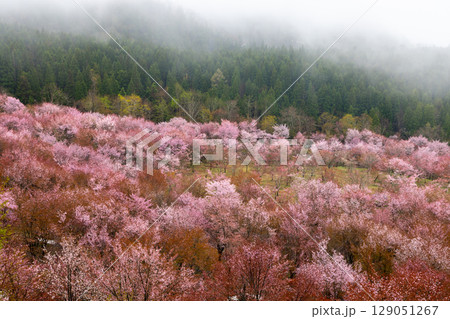 福島県耶麻郡北塩原村大塩 霧の裏磐梯の峠斜面一面を覆う桜峠の満開のオオヤマザクラ 福島県耶麻郡北塩原村大塩 霧の裏磐梯の峠斜面一面を覆う桜峠の満開のオオヤマザクラ 129051267