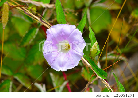ヒルガオ　北海道 129051271