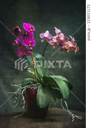 Two phalaenopsis orchid bushes in pots on a dark background 129051272