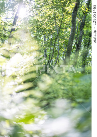 森の新緑・エコイメージ　奥大山 129051468