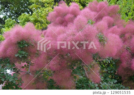 スモークツリーの花・2025年6月 129051535