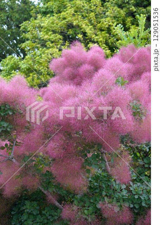 スモークツリーの花・2025年6月 スモークツリーの花・2025年6月 129051536