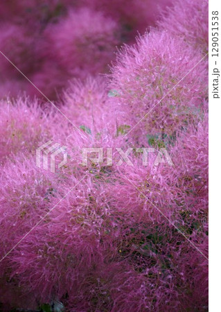 スモークツリーの花・2025年6月 129051538