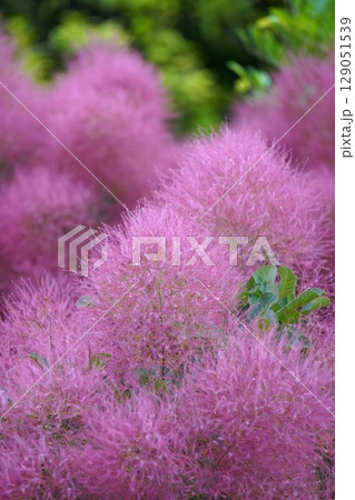 スモークツリーの花・2025年6月 129051539
