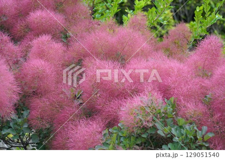 スモークツリーの花・2025年6月 スモークツリーの花・2025年6月 129051540