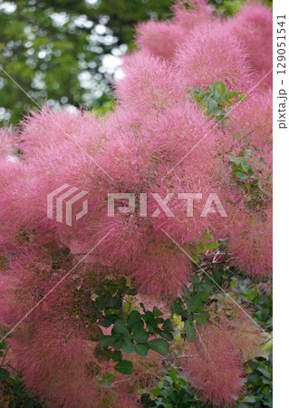 スモークツリーの花・2025年6月 129051541