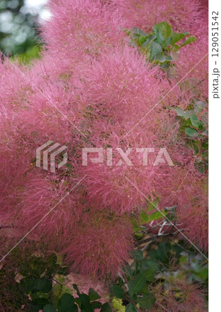 スモークツリーの花・2025年6月 129051542