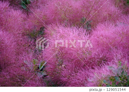 スモークツリーの花・2025年6月 129051544