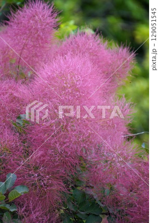 スモークツリーの花・2025年6月 129051545