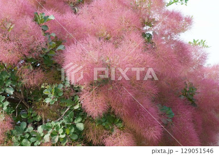 スモークツリーの花・2025年6月 129051546