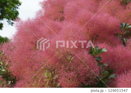 スモークツリーの花・2025年6月 129051547