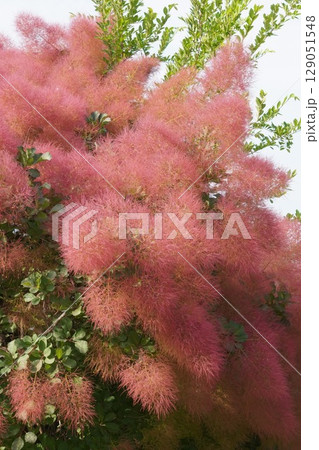 スモークツリーの花・2025年6月 129051548