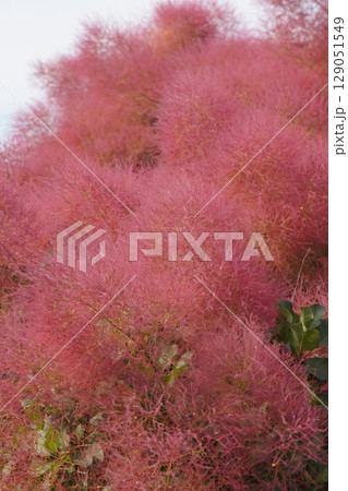 スモークツリーの花・2025年6月 129051549