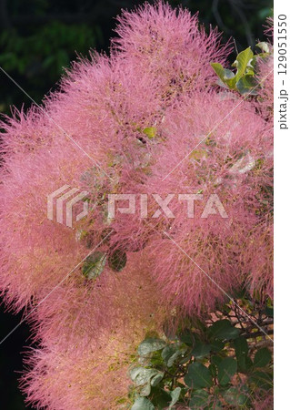 スモークツリーの花・2025年6月 129051550