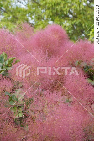 スモークツリーの花・2025年6月 129051553