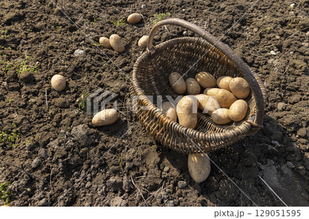 potatoes scattered on the ground and in a basket during agricultural work, large yellow potatoes on the ground during agriculture, potatoes in a simple harvest basket potatoes scattered on the ground and in a basket during agricultural work, large yellow potatoes on the ground during agriculture, potatoes in a simple harvest basket 129051595