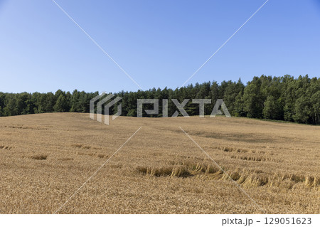 monocultural field with yellow and dry ears of ripe wheat in windy weather, a forest is near the field 129051623