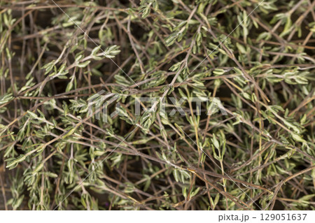 aromatic thyme close up , spices of dried thyme for use in cooking and folk medicine 129051637