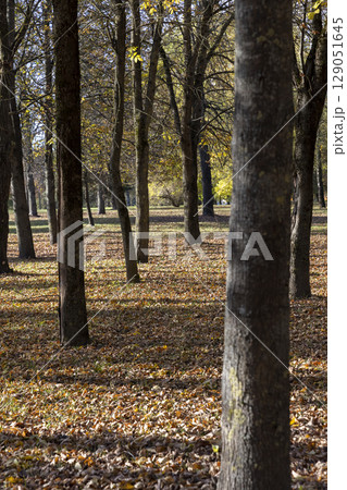park with trees changing the color of the foliage, beautiful orange and yellow foliage on the trees during the fall park with trees changing the color of the foliage, beautiful orange and yellow foliage on the trees during the fall 129051645