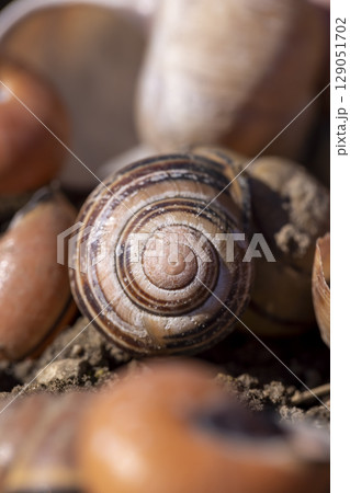 dry shells of garden snails on the ground, a large number of empty snail shells on the ground after wintering, close up dry shells of garden snails on the ground, a large number of empty snail shells on the ground after wintering, close up 129051702