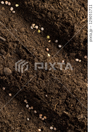 planting radish seeds in soil, land mixed with peat in which radish seeds are planted 129051711