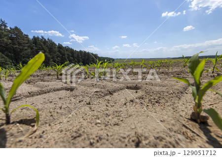 corn in a field near the forest, sweet corn in eastern Europe against a blue sky, landscape 129051712