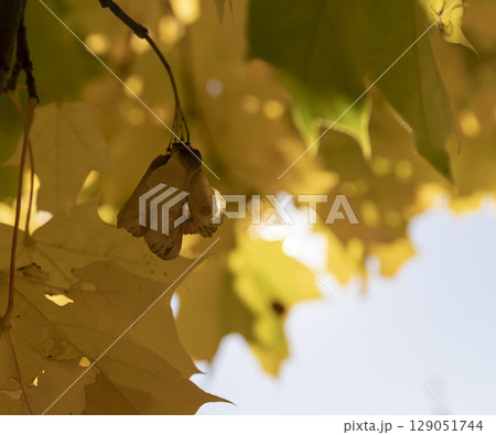 autumn season in sunny weather in the morning, close up autumn season in sunny weather in the morning, close up 129051744