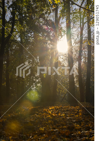 foliage on maples in the autumn season , maples with orange foliage in sunny weather in autumn season park 129051745