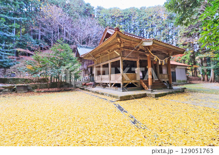 福岡県みやこ町にある木井神社の境内が黄色い絨毯になった光景 129051763