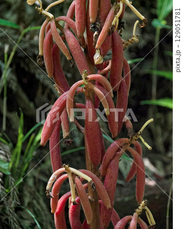 ラン科ツチアケビの赤い果実 129051781