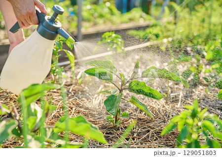 Spraying bio preparation on young eggplant plants in raised bed 129051803