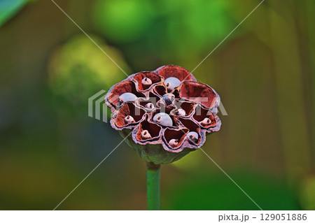 茶色のハスの実(夏、七月) 茶色のハスの実(夏、七月) 129051886