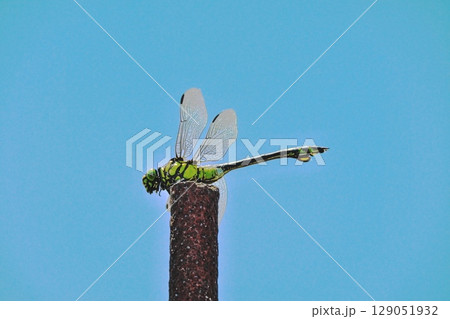 青空をバックにしたウチワヤンマのアップ 129051932