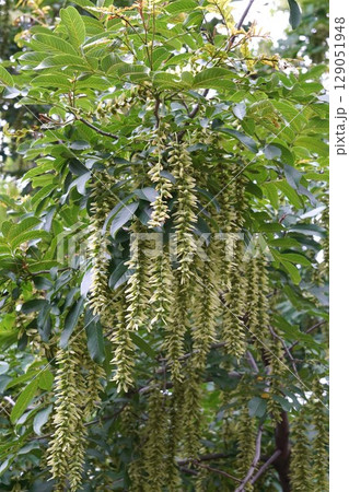 シナサワグルミの果穂・2025年6月　 129051948